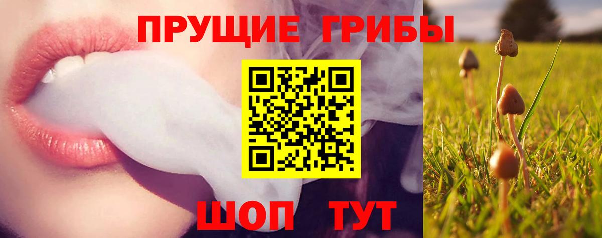 Псилоцибиновые грибы Psilocybine cubensis Дербент